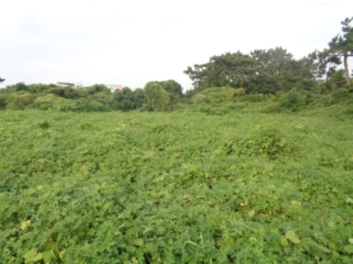 소재지2(협재리 1533-3) 전경 사진