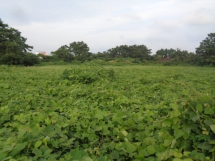 소재지2(협재리 1533-3) 전경 사진