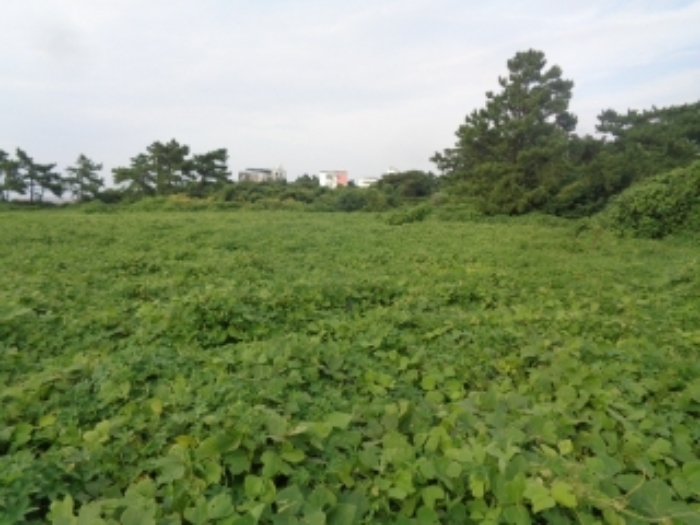 소재지3(협재리 1533-4) 전경 사진