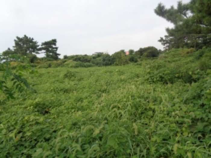 소재지3(협재리 1533-4) 전경 사진