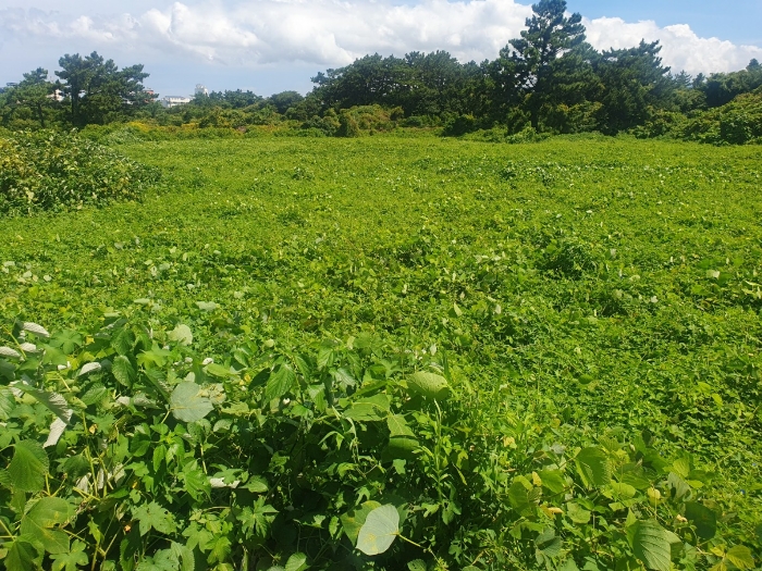 일련번호(1) 토지