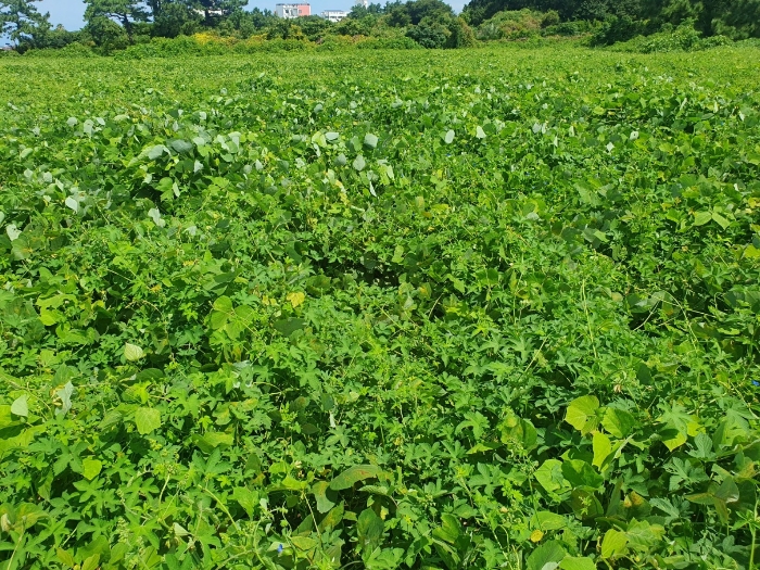 일련번호(4) 토지