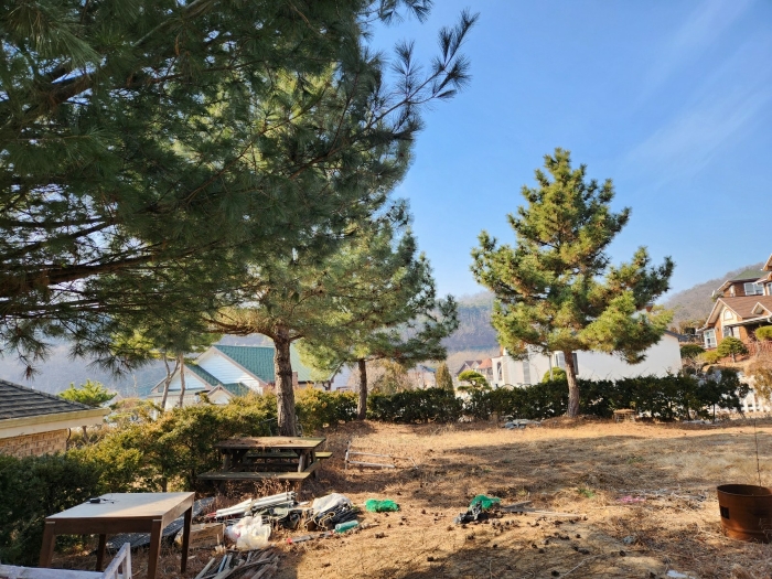 본건 지상 조경수