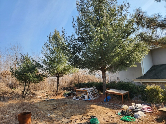 본건 지상 조경수