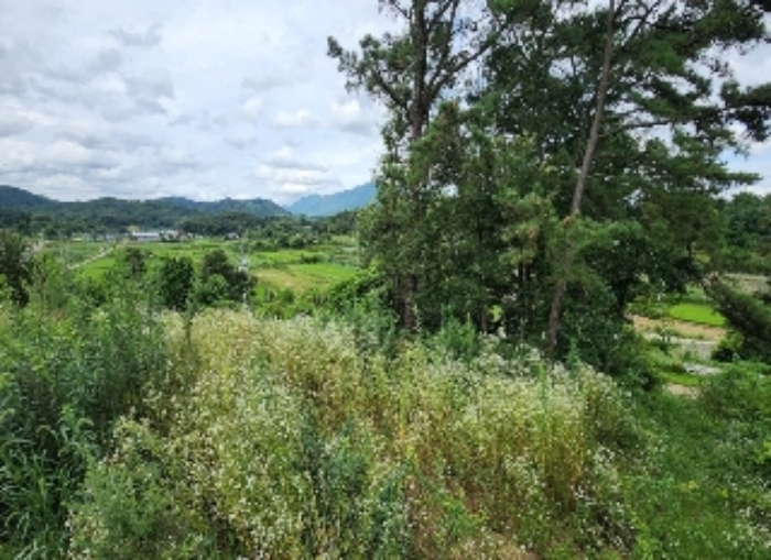 충북 영동군 영동읍 용산면 구촌리 산38-29,산38-38