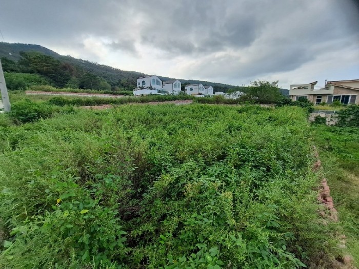 본건 (2부지:  2,3,9,20,31)