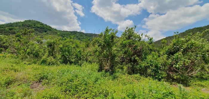 제시외수목(뽕나무 등)