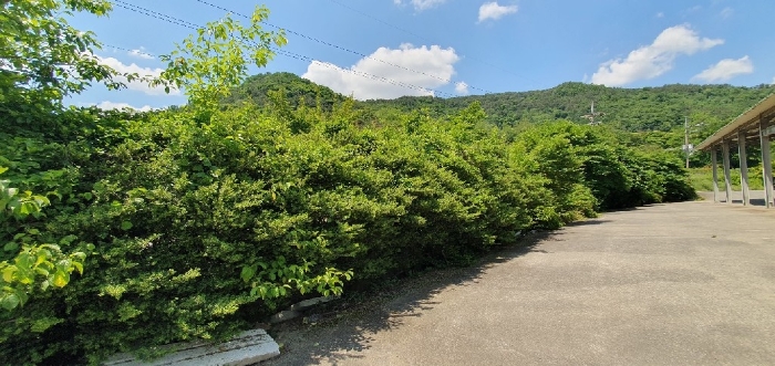 울타리 경계수목 등