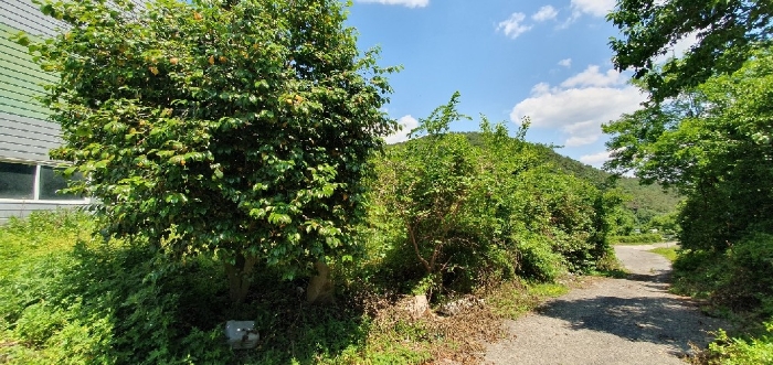 울타리 경계수목 등