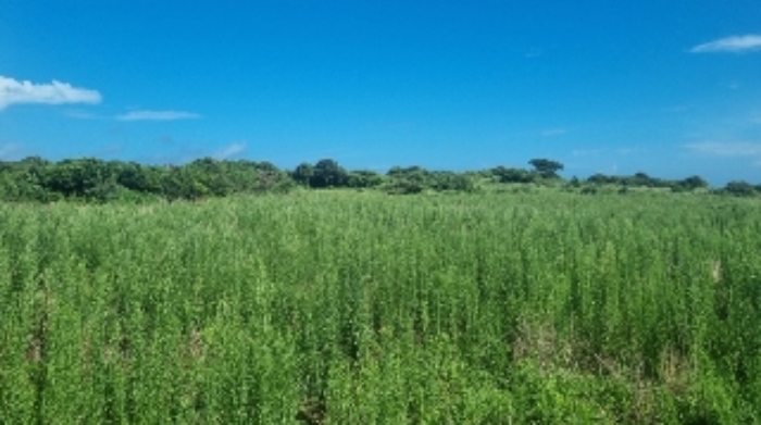 소재지1(연평리 193) 전경