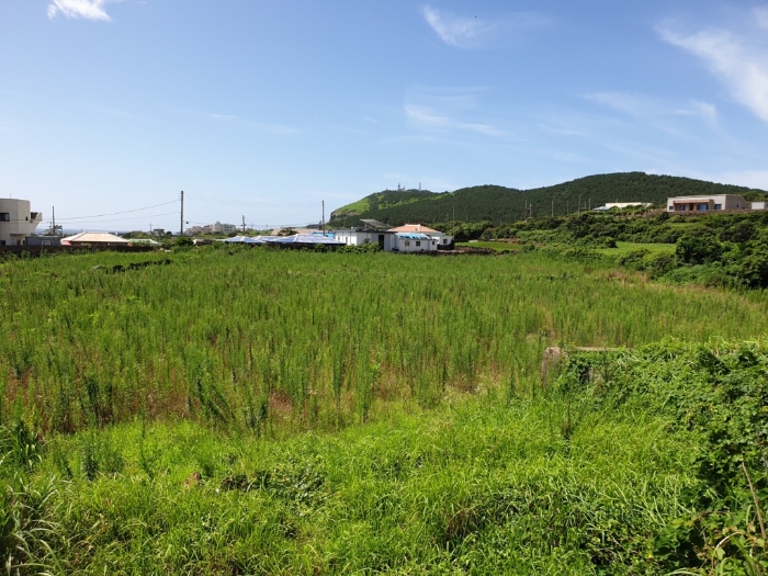 기호(1,2)전경 북측에서 촬영 