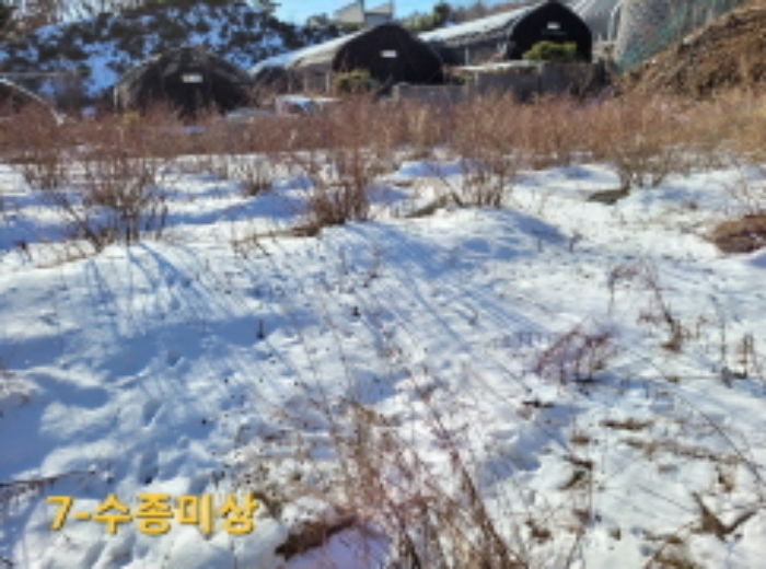 제시목록7(수종미상 수목)