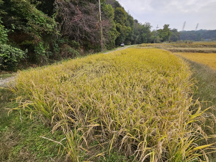 일련번호(1) 전경3