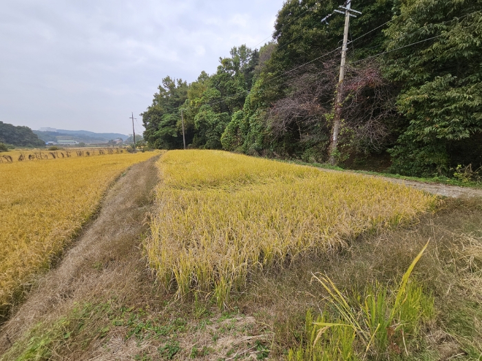 일련번호(1) 전경4