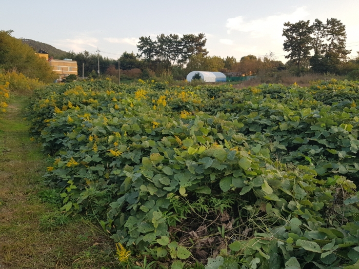 본건 토지 일련번호(2)