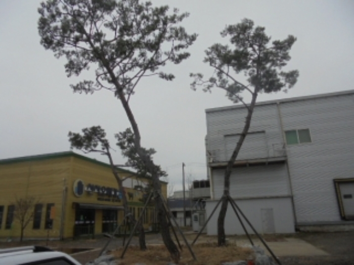 목적물 1번에 조경수(제시외)