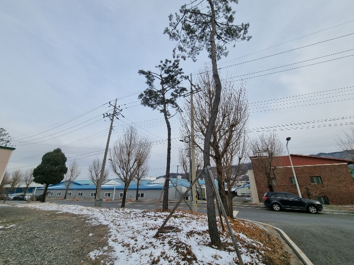 제시외 수목(소나무 등)