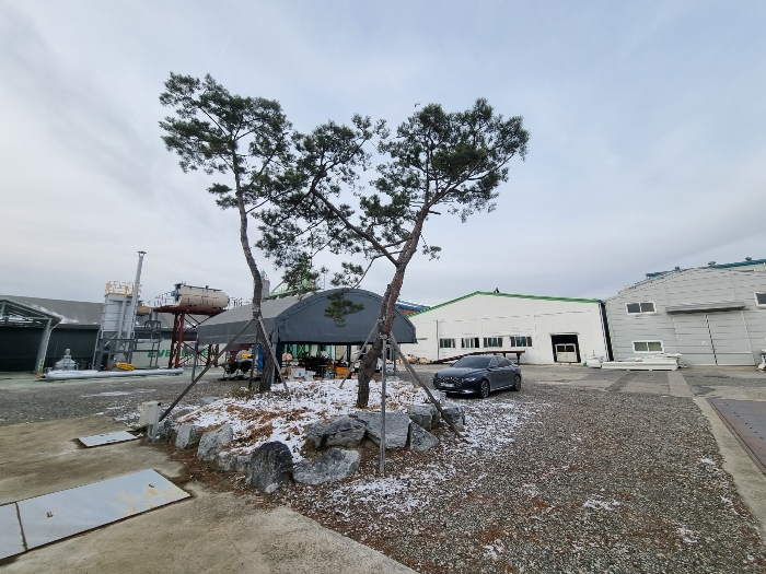 제시외 수목(소나무 등)