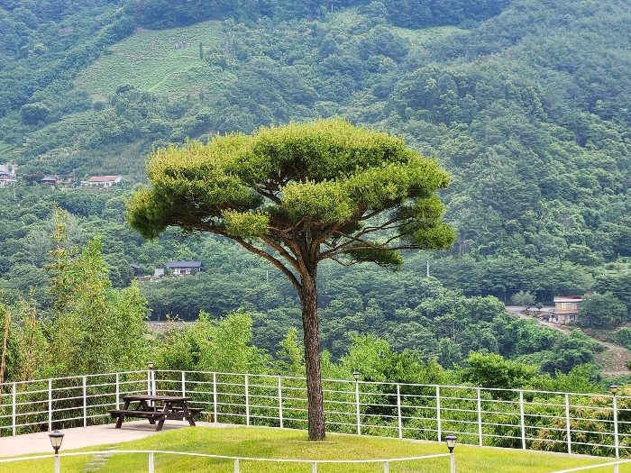 제시외 물건
소나무 등[기호b]