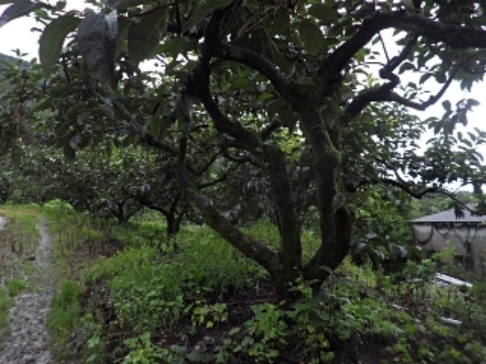 청학리726외 전경