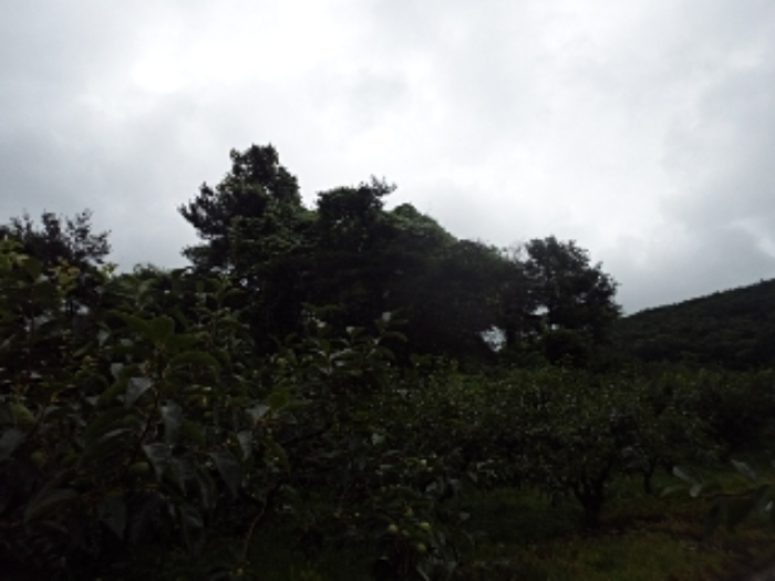 청학리726외 전경