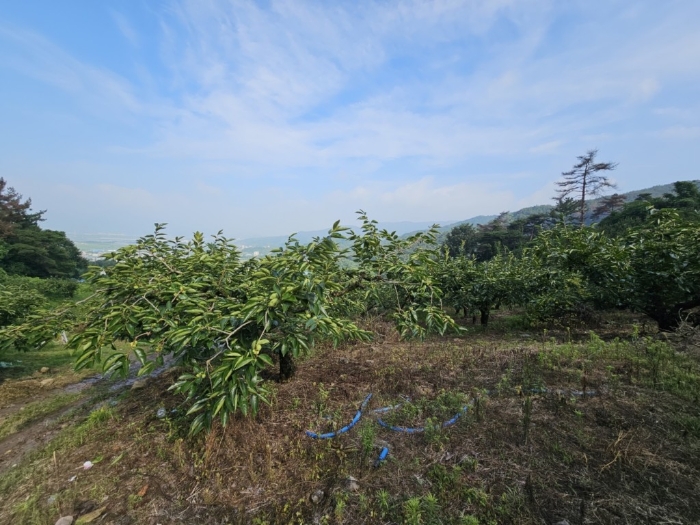 본건 토지 기호[1]