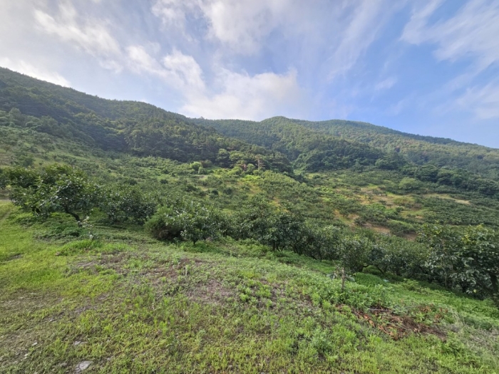 본건 토지 기호[2]