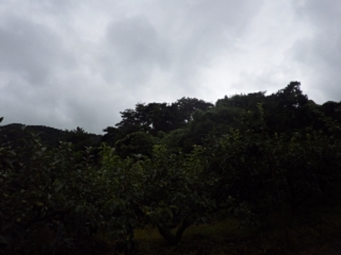 청학리726외 전경