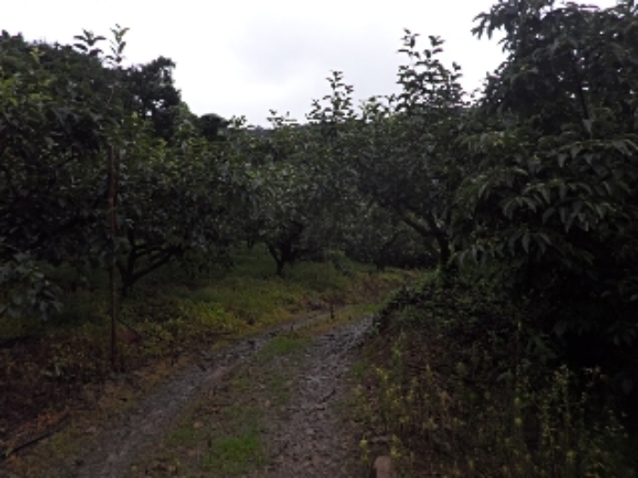 청학리726외 전경