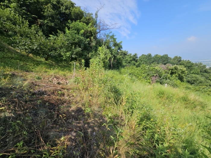 본건 토지 기호[10]