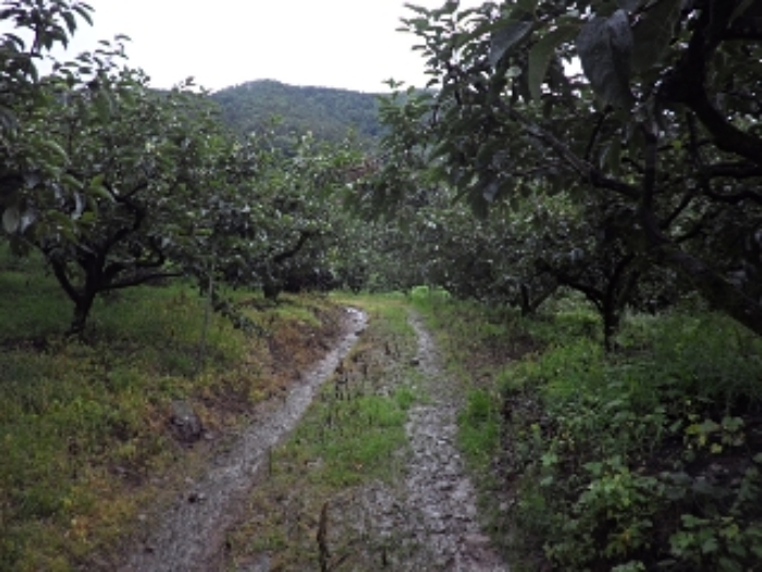 청학리726외 전경