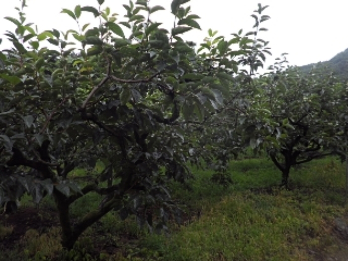 청학리726외 전경