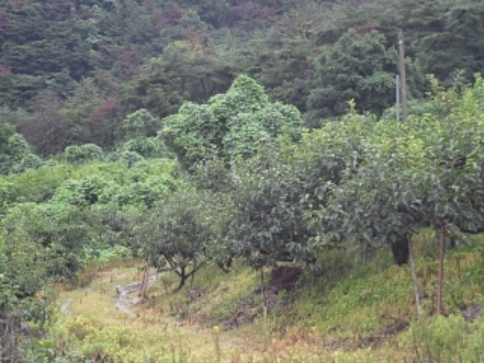 청학리726-1외 전경