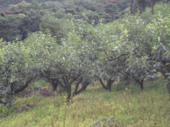 청학리726-1외 전경