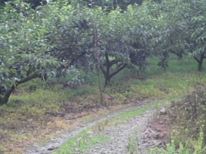 청학리726-1외 전경