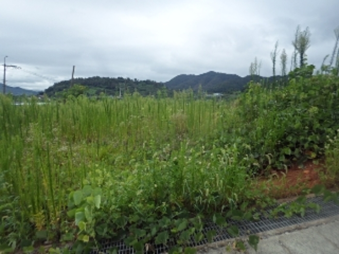 마산리195-2외 전경