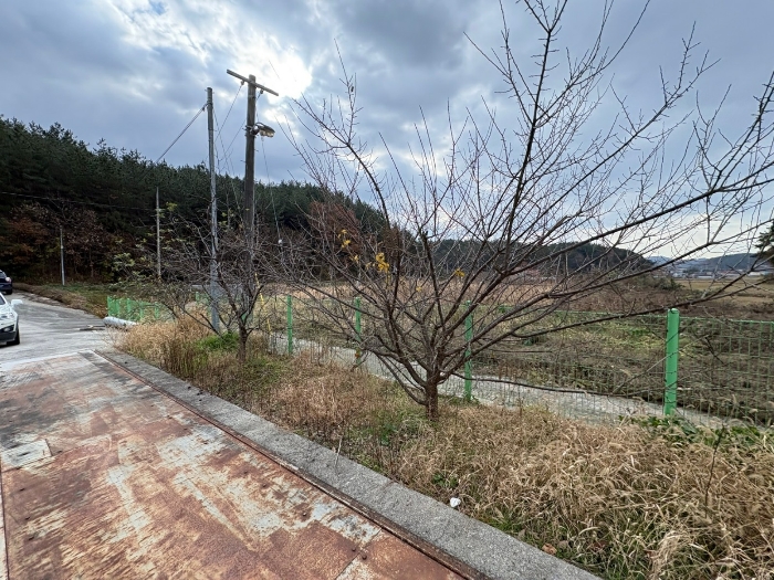 본건 지상 식재된 수목