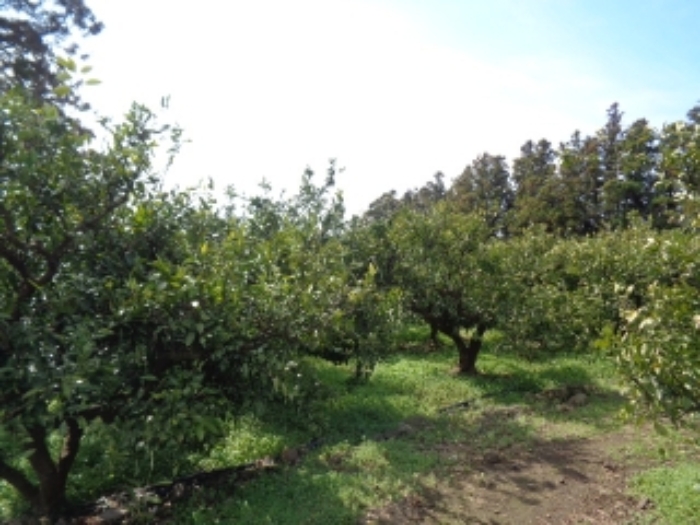 소재지7.(회수동 529)