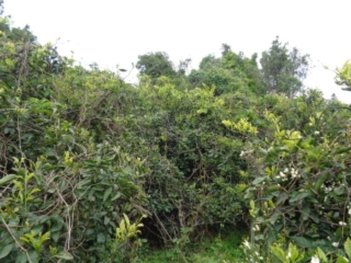 소재지3.(조수리 968)