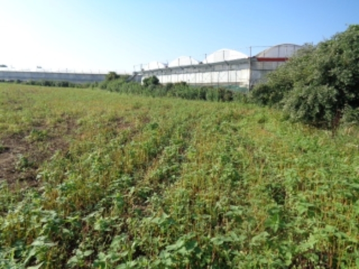 소재지2(낙천리 2374-2)전경 사진