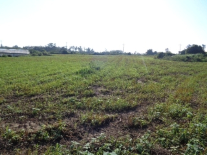 소재지1(낙천리 2374)전경 사진