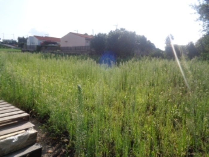 본건 소재지1(장전리 1122-2) 전경 사진