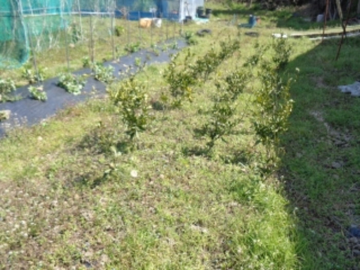 소재지1.(어음리 3064-1) 지상에 밀감목 묘목