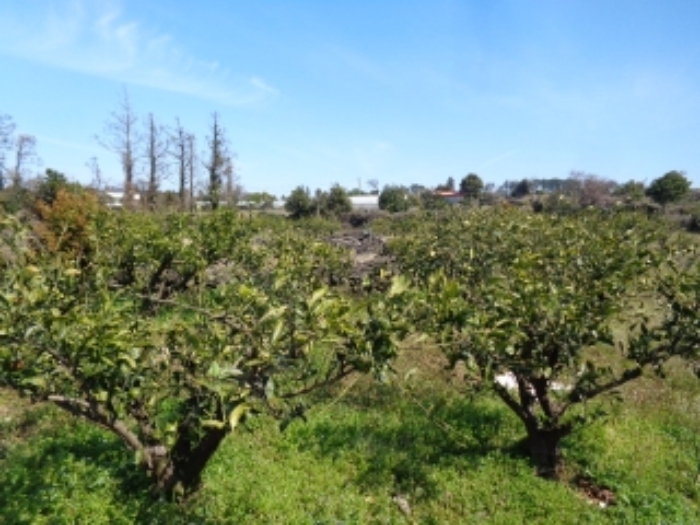 소재지6.(어음리 3065) 전경