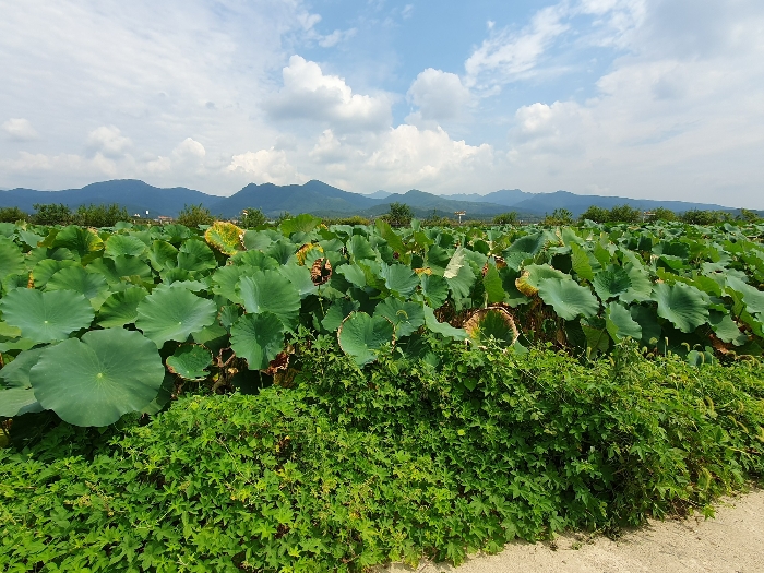 (2)토지 남서측 전경