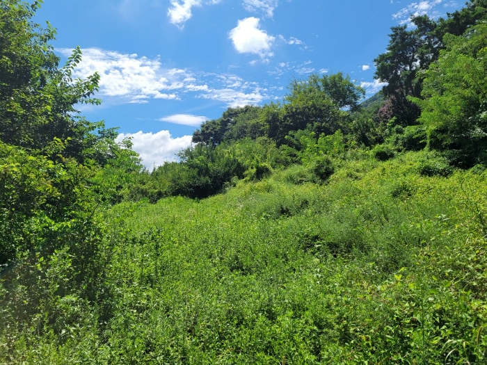 본건 토지 내부 전경
(전경 북서측에서 촬영)