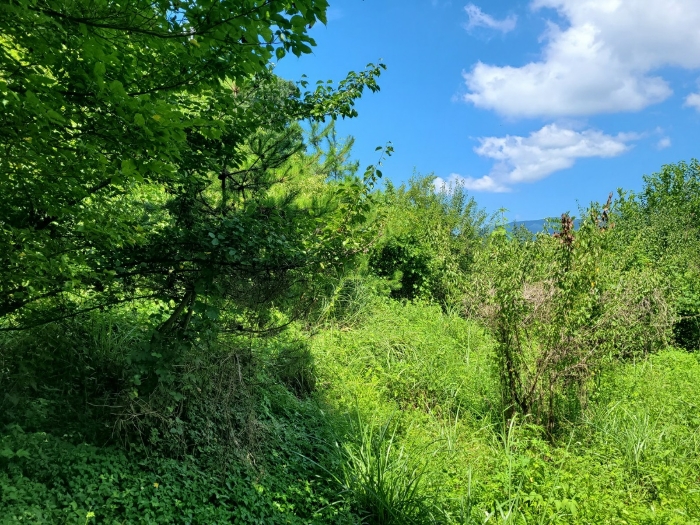 본건 토지 내부 전경
(전경 남동측에서 촬영)
