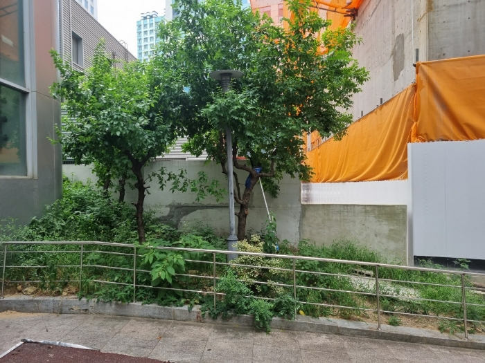 본건 지상에 소재하는 조경수