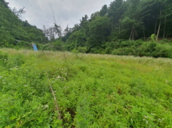 현장사진(도수리 산37, 산37-5, 산37-3, 산18-3, 산18-5, 토지 부근 전경)