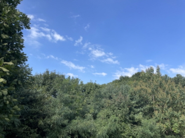 분당동 산 43-19 현장부근 사진